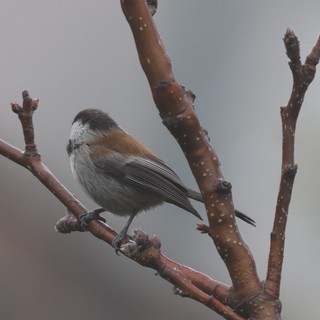 Boreal Chickadee Perched on Winter Cherry Branch