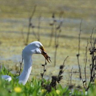 Great Egret Catches Crawfish at Wetland