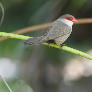 Perched in Tranquility: The Crimson-Faced Finch