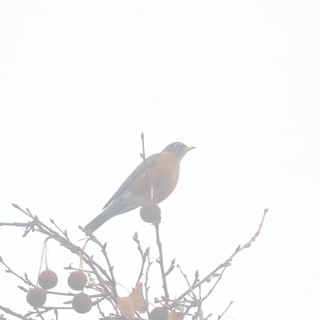 Robin Perched in Foggy Winter Branches