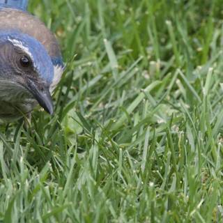 Curious Jay in the Grass