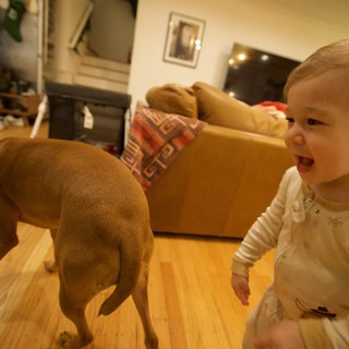 Joyful Toddler Playing with Dog in Living Room