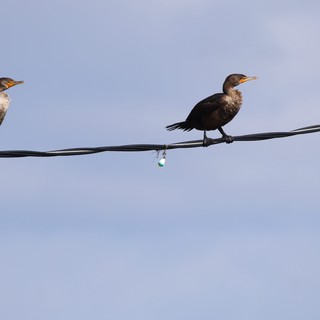 Double-crested Cormorants Perched on Wire at Dusk