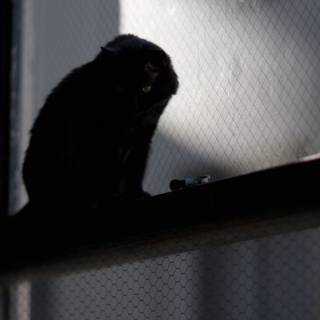 Mysterious Black Cat on Window Sill
