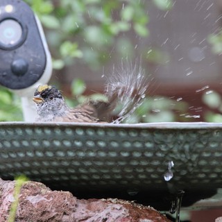 Golden-Crowned Sparrow Splashing in Garden Bird Bath
