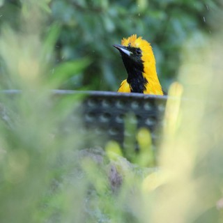 Hooded Oriole Bathing Behind Blurred Foliage