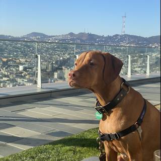 City Dog with a View