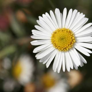 One Perfect Daisy