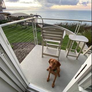 Canine Contemplation on Pismo Balcony