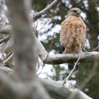 Red-Shouldered Hawk Perched on Winter Branch