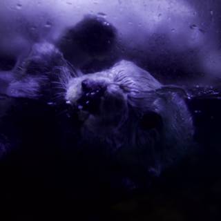 Otter in Purple Hues