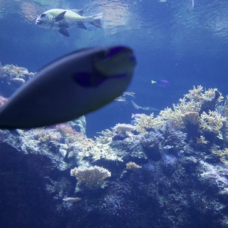 Underwater Coral Reef Scene with Pufferfish and Diver