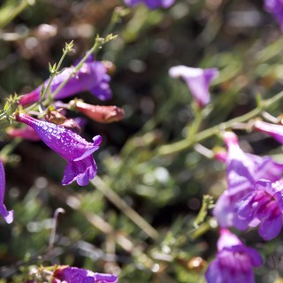 Purple Penstemon Blooms Glistening After Spring Rain