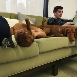 Man and his Canine Companions on the Couch