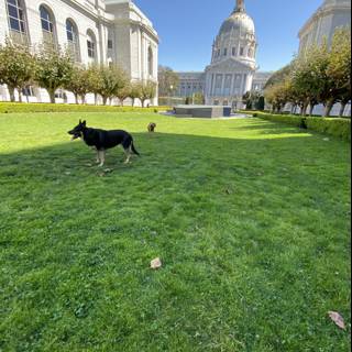 Canine Stroll in Front of Veterans Memorial Building