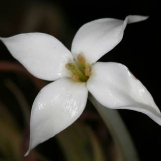 White Lily Blossom