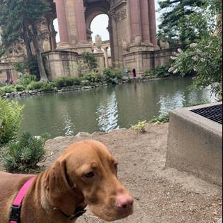 A Canine Sightseer at the Palace of Fine Arts