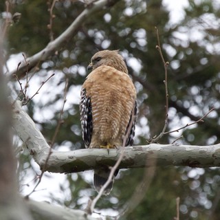 Red-Shouldered Hawk Perched on Winter Branch