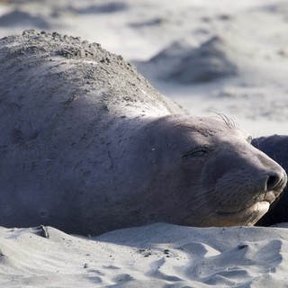 Elephant Seal Resting on Sandy Beach at Drakes Beach