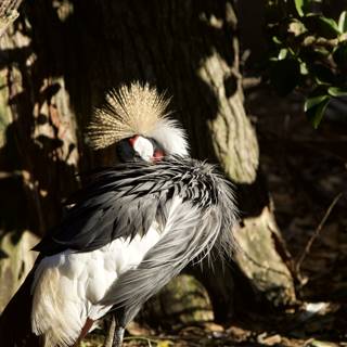 Sunlit Splendor: Long-Tailed Bird Encounter at SF Zoo