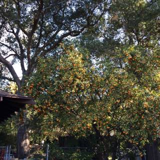 Bountiful Citrus Tree