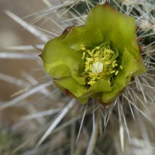 A Vibrant Cactus Flower