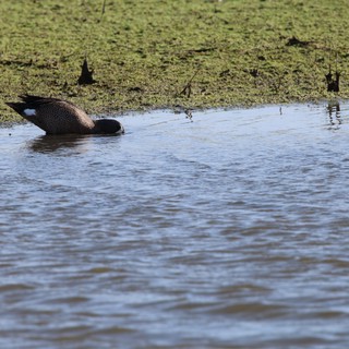 Blue-winged Teal Duck Foraging in Shallow Wetland Waters