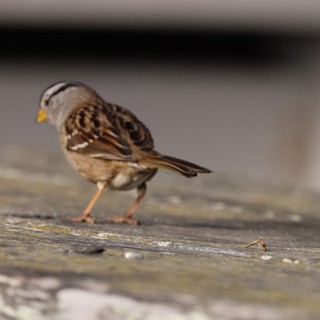 White-Crowned Sparrow on Weathered Wood at Drakes Beach