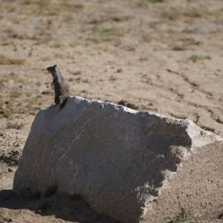 Lone Ground Squirrel in the Field
