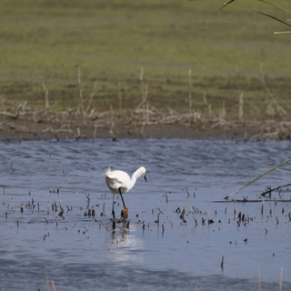 wetlands/wildlife area