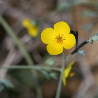 The Lone Yellow Geranium Flower