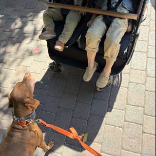 **Urban Stroll: A Day at the Park**