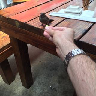 Holding a Small Bird on a Wooden Table