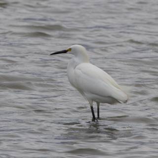 Graceful Sentinel of the Wetlands