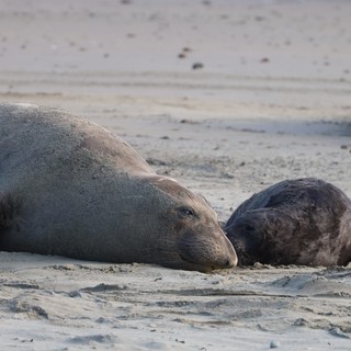 Mother Elephant Seal and Newborn Pup Bonding on Beach