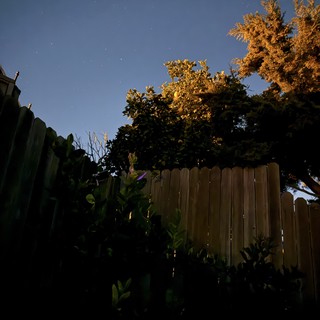 Backyard Garden Under Stars at Dawn