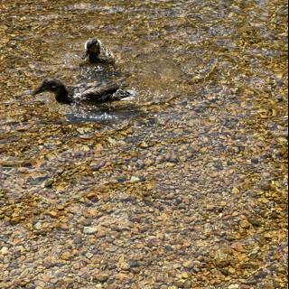 A Mallard Duck Enjoying the Rocks and Water in Yosemite National Park