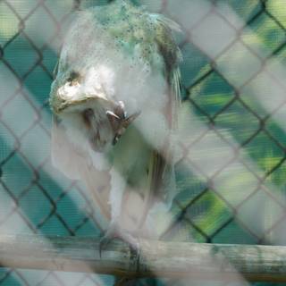 Captive Reflections: A Moment at Honolulu Zoo