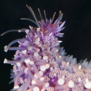 The Colorful Life of a Purple Sea Anemone
