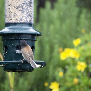 Bird Feeding in the Rain at Garden Feeder