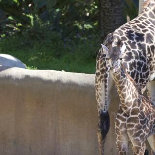 Mother Giraffe and Baby Giraffe in the Zoo
