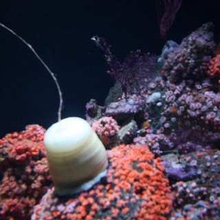 Illuminated Jellyfish Floating Among Vibrant Coral Reef