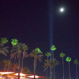 Moonlit Palms at Coachella