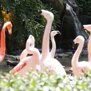 Flock of Flamingos at the Waterfall