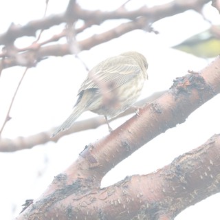 Small Songbird Perched on Winter Branch