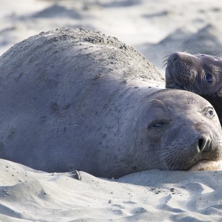 Northern Elephant Seal Mother and Pup on Beach