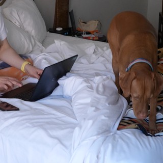 Woman Working on Laptop with Dog Companion