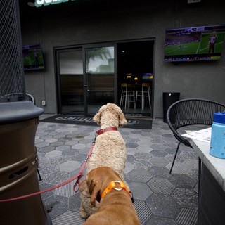 Two Dogs at Dog-Friendly Sports Bar Patio