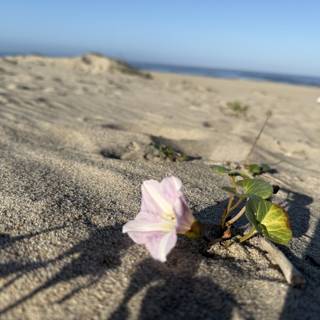 Serenity in Bloom