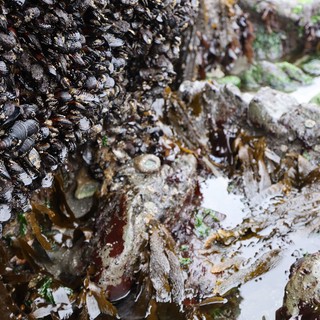 Mussel-Covered Rocks at Low Tide Pools